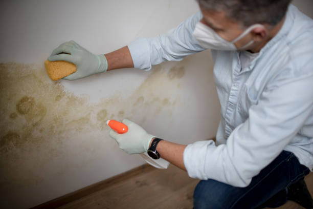 Best Mold Removal Process  in USA